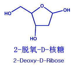 2-脫氧-D-核糖